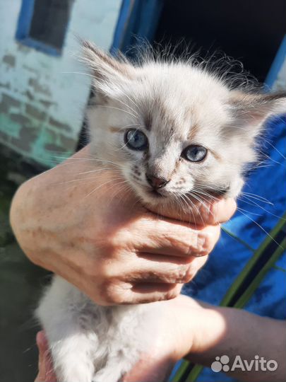 Котят в добрые руки