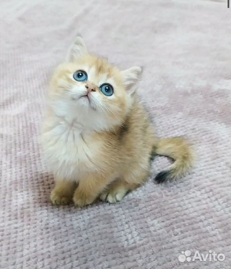 Малыш-эксклюзивчик золотая шиншиллла с родословной