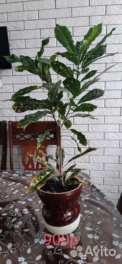 Комнатные растения