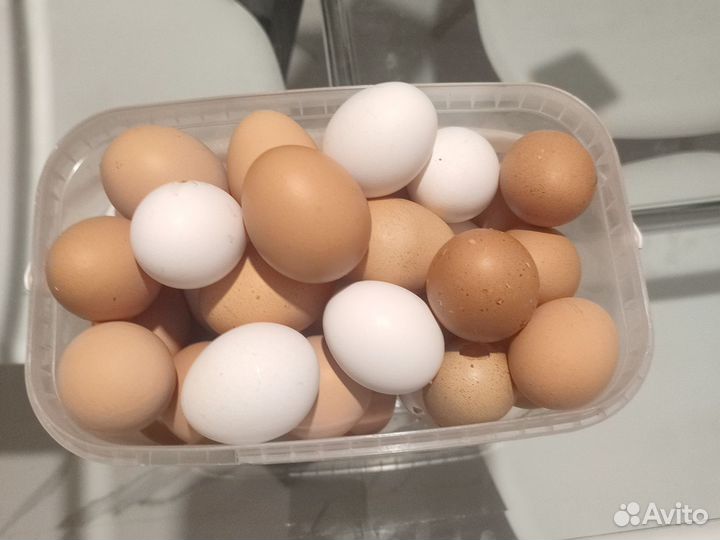 Домашние куриные яйца