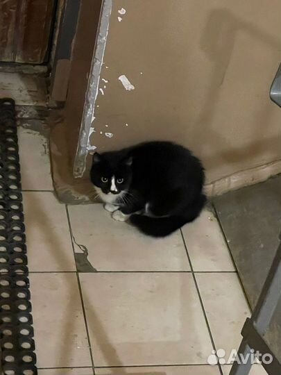 Чернышок ждёт дом