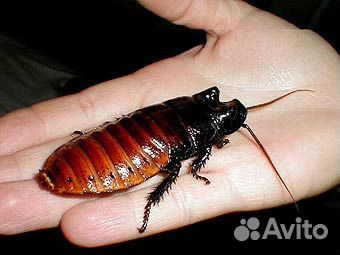 Уничтожение тараканов клопов муравьев шершней