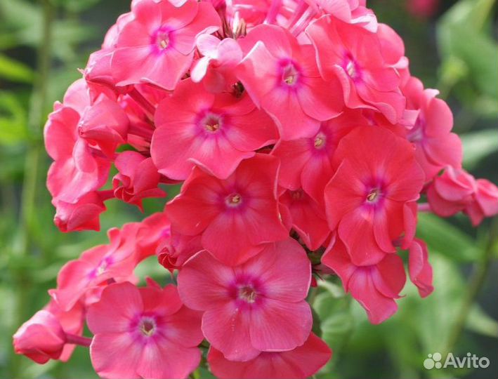 Флоксы метельчатые разные сорта