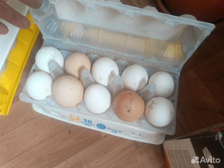 Домашние куриные яйца