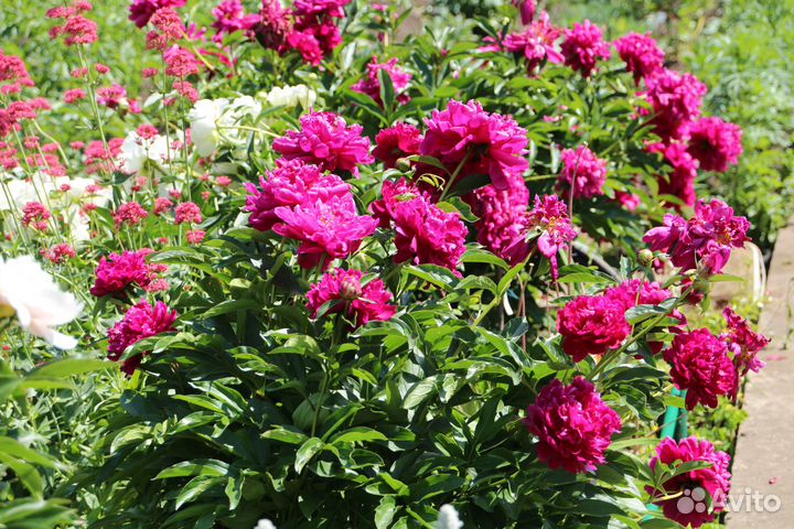 Корни, деленки пиона 