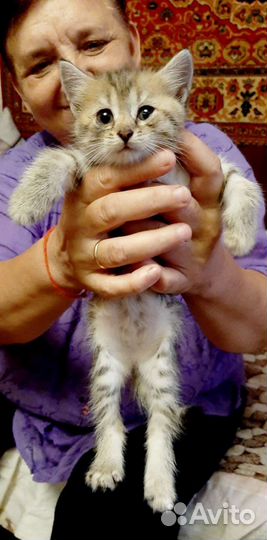 Котята в дар