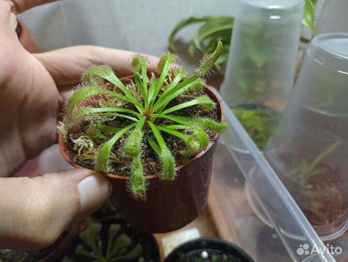 Росянка Геркулес/Drosera x Hercules
