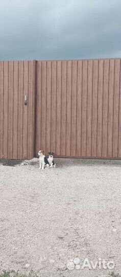 Щенки в дар