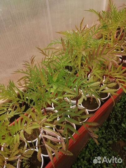 Рассада однолетних цветов