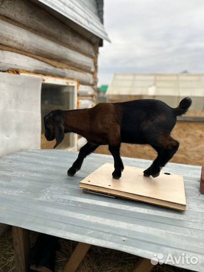 Козы и козлята камори, камерунские