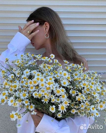 Доставка цветов. Ромашки