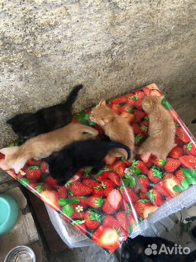 Котята отдам бесплатно