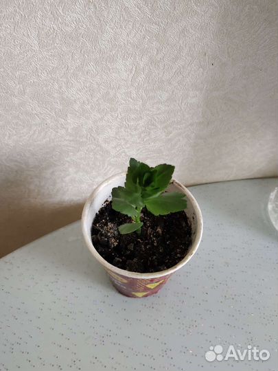 Каланхоэ цветущий