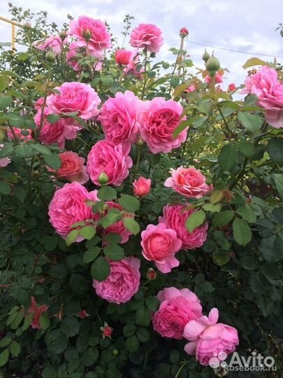 Английская Роза Princess Alexandra of Kent