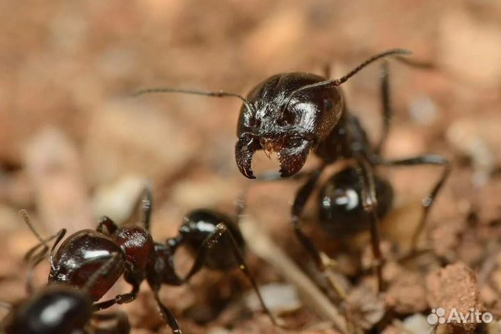 Messor (muticus)structor (муравьи-жнецы)