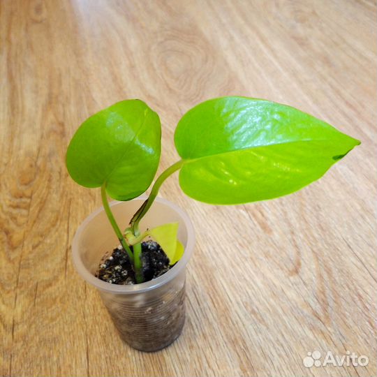 Сциндапсус