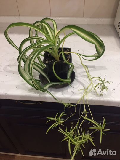 Хлорофитум