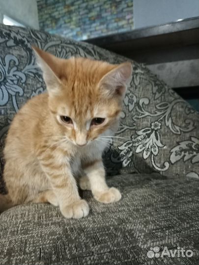 Котик бесплатно