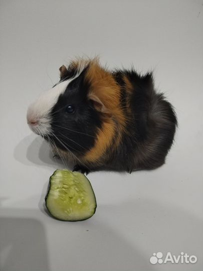 Морские свинка с клеткой