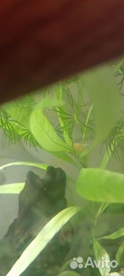 Аквариумные креветки бесплатно