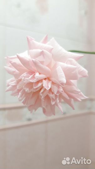 Бенгальские розы