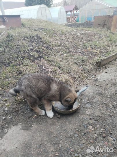 Лайка в добрые руки