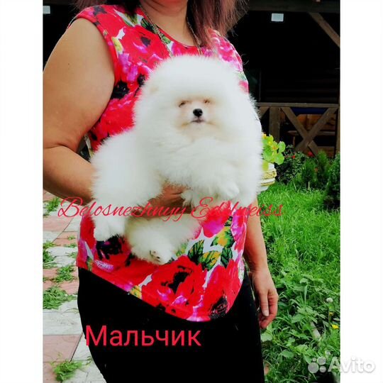 Щенки шпица белые. РКФ