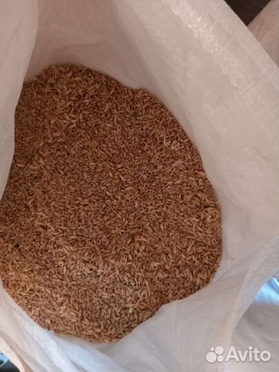 Зерно пшеница озимая ячмень, на корма животным