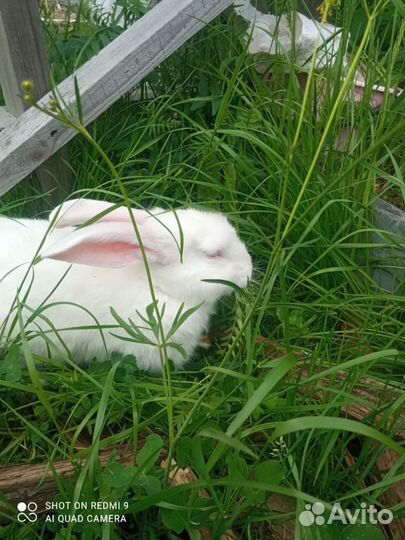 Продаём крольчат