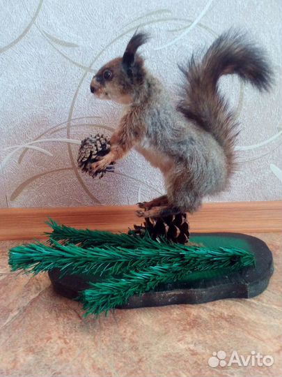 Чучело Белки