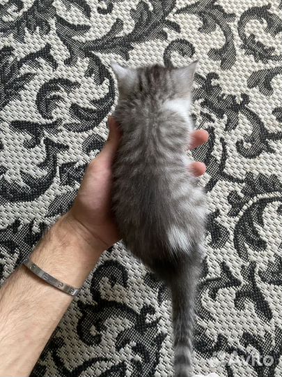 Кошка в дар
