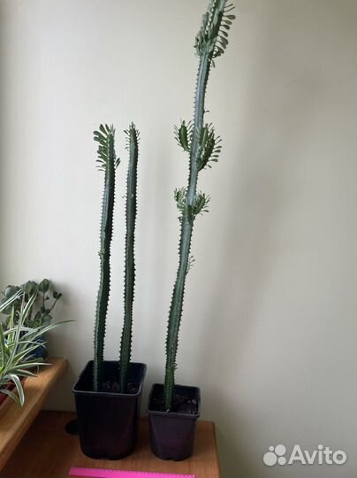 Молочай трехгранный (эуфорбия тригона)