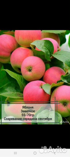 Лучшие саженцы Сибири и И.М. Мясникова