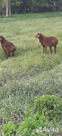 Ярки Бараны