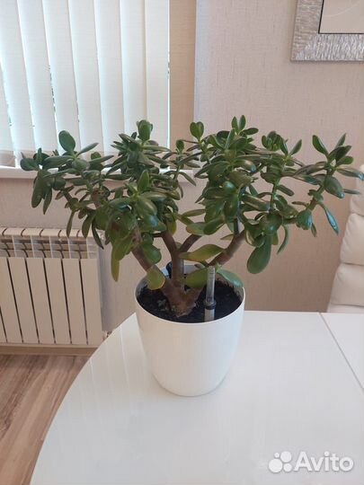 Продам денежное дерево