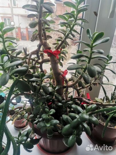 Комнатные цветы