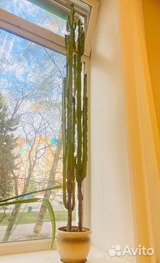 Комнатные растения цветы большие