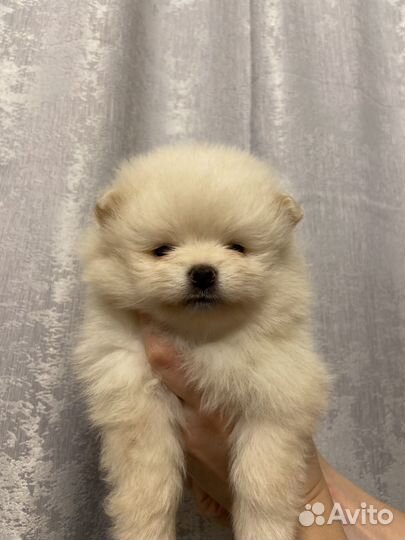 Щенки шпица