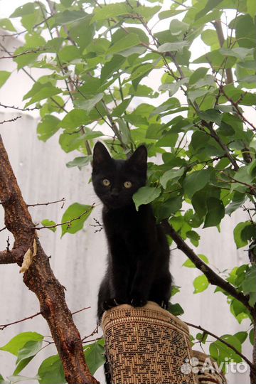 Котенок в добрые руки