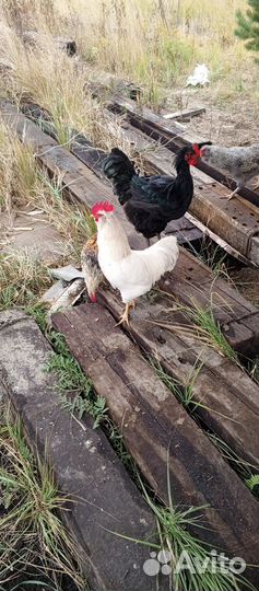 Молодые петухи