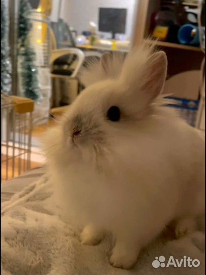 Декоративный кролик