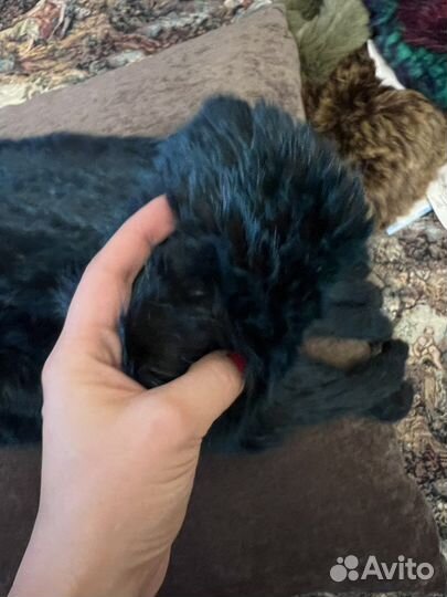 Шарф из вязаного кролика