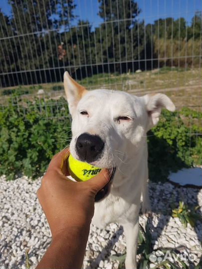 Комфортная и умная собака ищет дом