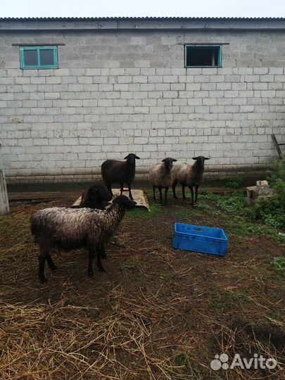 Бараны, овцы