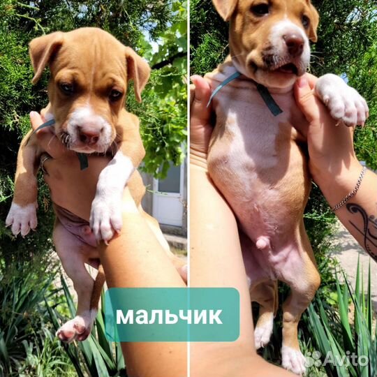 Щенки питбуля редноус