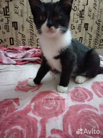 Отдам котенка в добрые руки