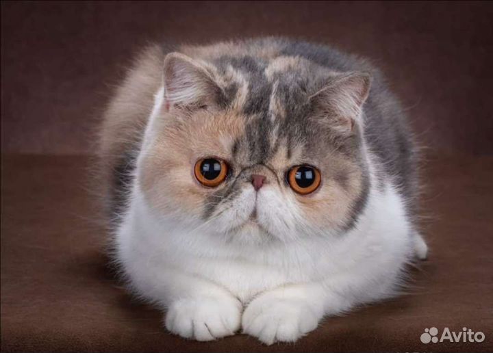 Экзотическая кошка