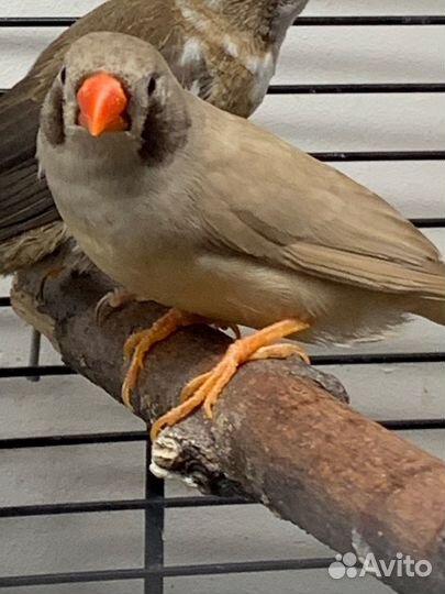 Зебровые амадины