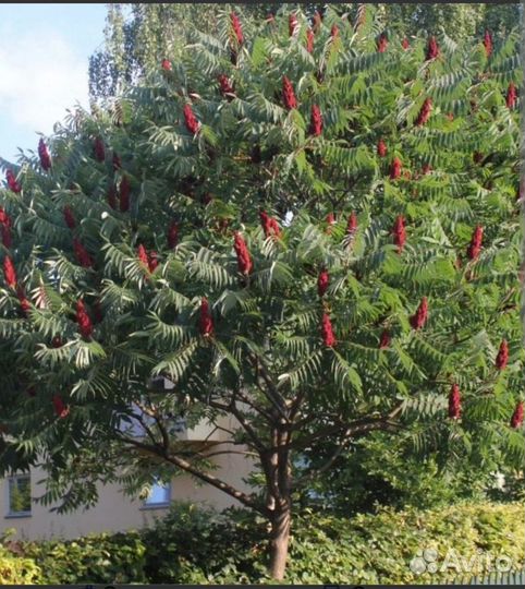 Саженцы сумах оленерогий