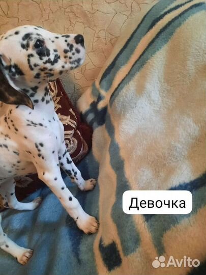 Щенки далматина